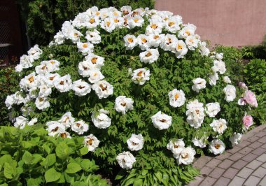 İlkbaharda bahçede çiçek açan şakayık ağacı gibi çiçek açar (Paeonia suffruticosa).