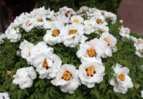 İlkbaharda bahçede çiçek açan şakayık ağacı gibi çiçek açar (Paeonia suffruticosa).