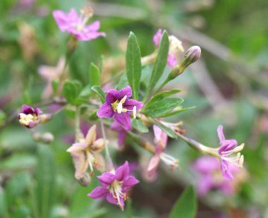 Vahşi doğada bir dal dalı açar Lycium barbarlığı