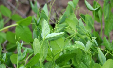 Açık organik toprakta taze bezelye filizlenir.