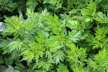 Wormwood (Artemisia vulgaris) doğada büyür.
