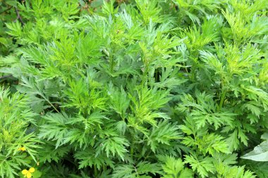 Wormwood (Artemisia vulgaris) doğada büyür.