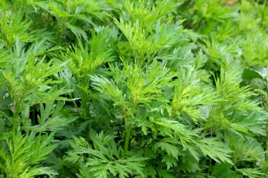 Wormwood (Artemisia vulgaris) doğada büyür.