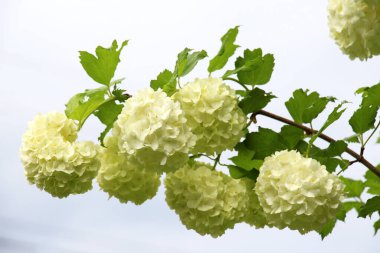 Süslü çalı viburnum opulus var. Steril çiçek doğada beyazdır.