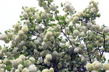 Süslü çalı viburnum opulus var. Steril çiçek doğada beyazdır.