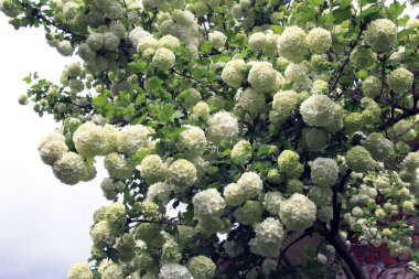 Süslü çalı viburnum opulus var. Steril çiçek doğada beyazdır.