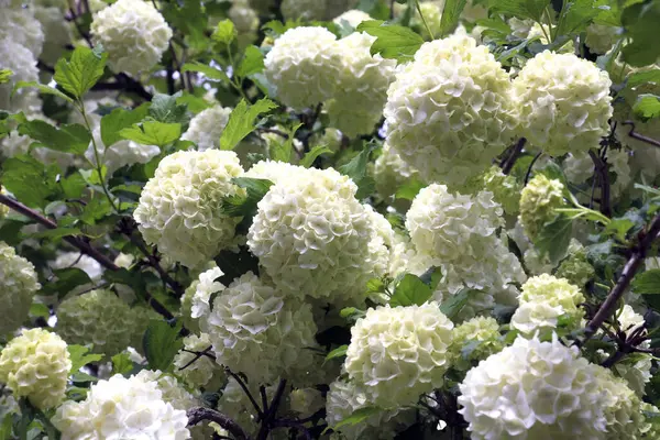Süslü çalı viburnum opulus var. Steril çiçek doğada beyazdır.