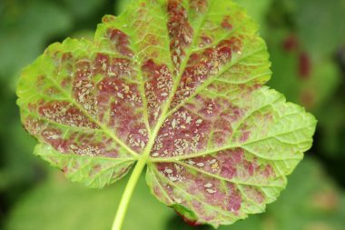 Aphid haşere Kriptomyzus ribis kırmızı frenk üzümü yapraklarının altında