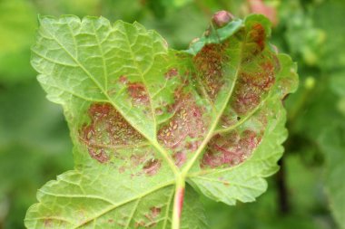 Aphid haşere Kriptomyzus ribis kırmızı frenk üzümü yapraklarının altında