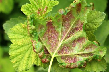 Aphid haşere Kriptomyzus ribis kırmızı frenk üzümü yapraklarının altında