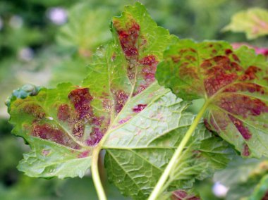 Aphid haşere Kriptomyzus ribis kırmızı frenk üzümü yapraklarının altında