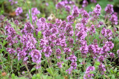 Kekik (Thymus serpilllum) yazın vahşi doğada açar.