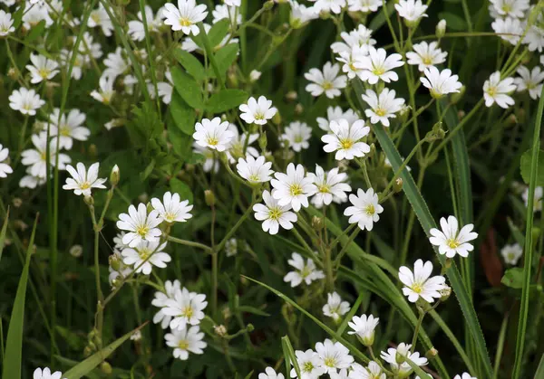 Vahşi doğada, Cerastium arvense otların arasındaki çayırda yetişir.