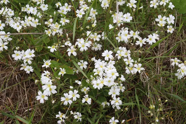 Vahşi doğada, Cerastium arvense otların arasındaki çayırda yetişir.