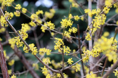 Bahar korneli gerçektir (Cornus mas) vahşi doğada çiçek açar 