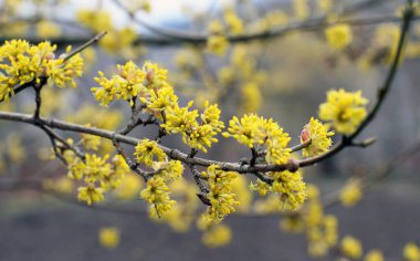 Bahar korneli gerçektir (Cornus mas) vahşi doğada çiçek açar 