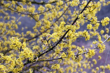 Bahar korneli gerçektir (Cornus mas) vahşi doğada çiçek açar 