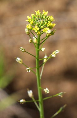 Camelina microcarpa Sprin 'de vahşi doğada çiçek açar.