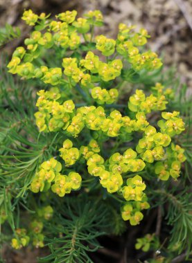 Yabani otların baharında, Euphorbia cyparissias çiçekleri açar.