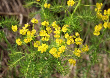 Yabani otların baharında, Euphorbia cyparissias çiçekleri açar.