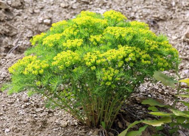 Yabani otların baharında, Euphorbia cyparissias çiçekleri açar.