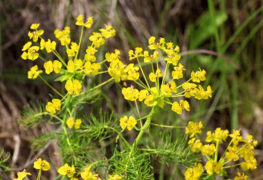 Yabani otların baharında, Euphorbia cyparissias çiçekleri açar.