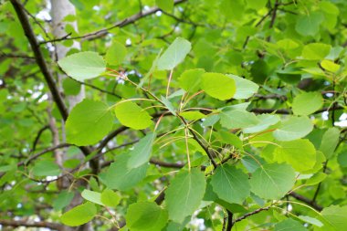 Genç yapraklı Aspen (Populus tremula) ağaçları doğada yetişir.