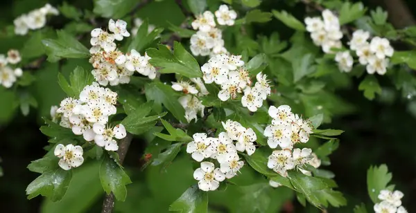 İlkbaharda doğada bir diken (Crataegus) filizlenir.