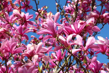 In the spring, a magnolia tree blooms in the garden