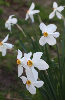 İlkbaharda, narsis (nergisler) çiçek tarhında açar..