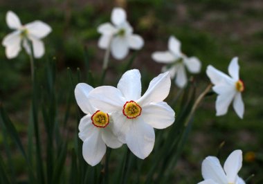 İlkbaharda, narsis (nergisler) çiçek tarhında açar..