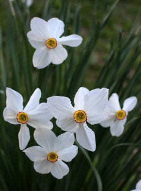 İlkbaharda, narsis (nergisler) çiçek tarhında açar..