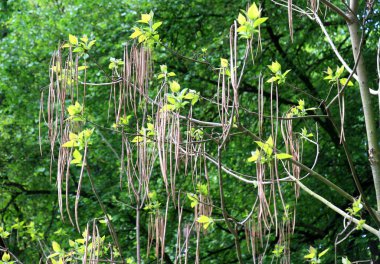 Yaprakları ve kapsülleri olan bahar katalpa ağacı