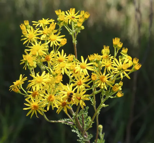 Zehirli bitki Jacobaea vulgaris vahşi doğada yetişir.