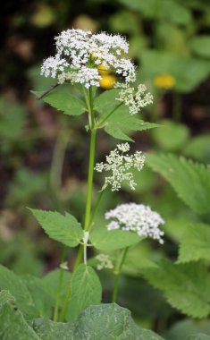 Aegopodyum podagraria vahşi doğada bir ot gibi büyüyor.