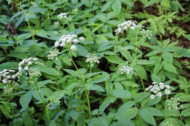 Aegopodyum podagraria vahşi doğada bir ot gibi büyüyor.