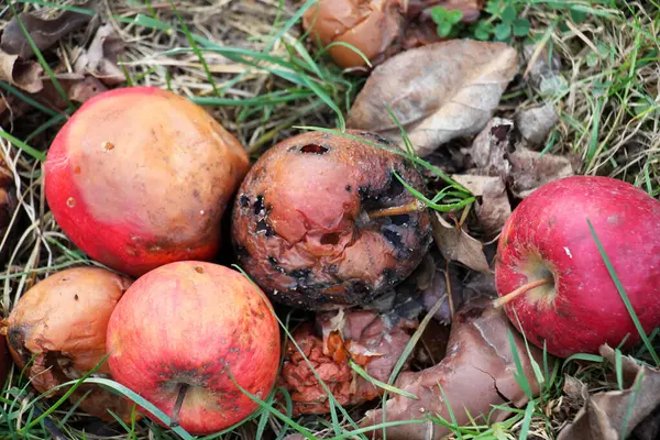 Meyve çürüğünden etkilenen elmalar - monilinos (Monilinia)