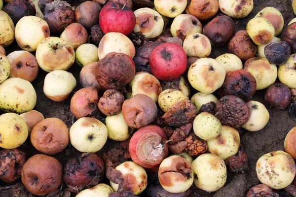 Meyve çürüğünden etkilenen elmalar - monilinos (Monilinia)