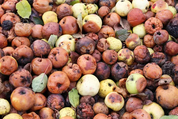 Meyve çürüğünden etkilenen elmalar - monilinos (Monilinia)