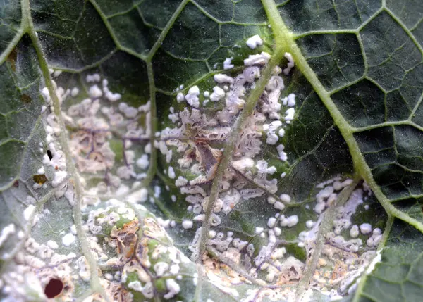 Bitkinin yaprakları beyaz kabarcık pasından etkilenir (Albugo candida)