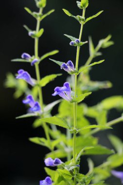 Scutellaria galericulata bitkisi vahşi doğada yetişir.