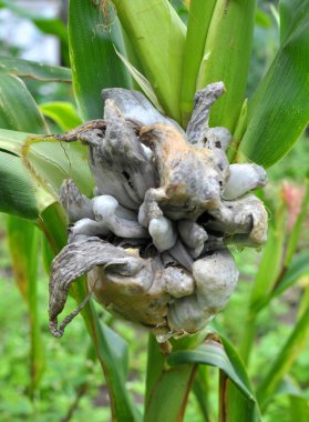 Sick corn plant affected by fungus Ustilago zeae Unger