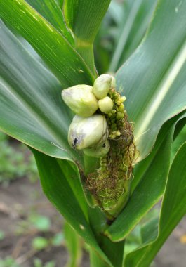 Sick corn plant affected by fungus Ustilago zeae Unger