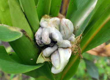 Sick corn plant affected by fungus Ustilago zeae Unger