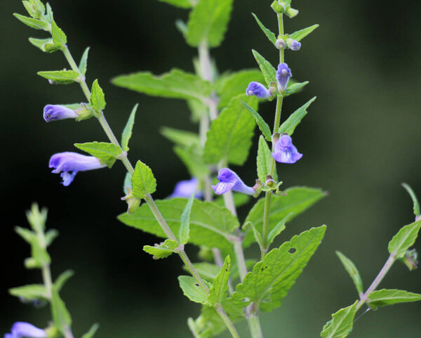 The valuable medicinal plant Scutellaria galericulata grows in the wild