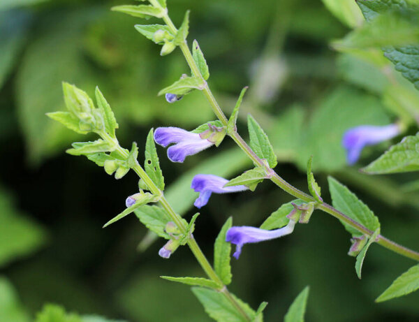 The valuable medicinal plant Scutellaria galericulata grows in the wild