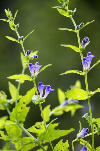 The valuable medicinal plant Scutellaria galericulata grows in the wild