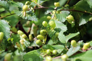 Yaprak biti tetraneura ulmi karaağaç yapraklarını parazit yapar.