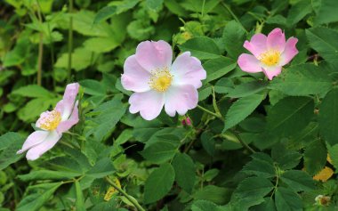 Baharda, yaban gülü filizlenir.
