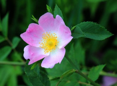 Baharda, yaban gülü filizlenir.